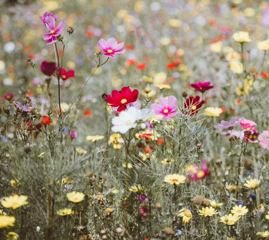 A field of spring flowers to show spring flowers set in polymer clay earrings by Georgie Who