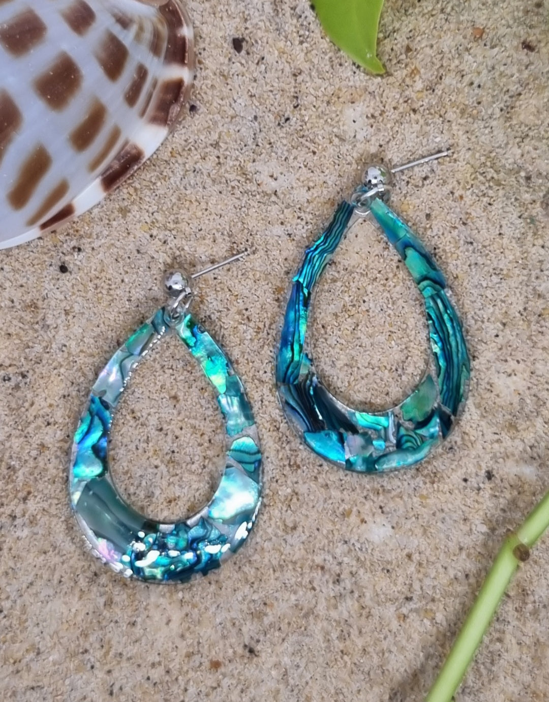 Paua